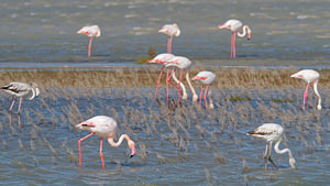 Phoenicopterus roseus (Phoenicopteridae)  - Flamant rose - Greater Flamingo Bouches-du-Rhone [France] 09/04/2016