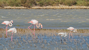 Phoenicopterus roseus (Phoenicopteridae)  - Flamant rose - Greater Flamingo Bouches-du-Rhone [France] 09/04/2016