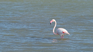 Phoenicopterus roseus (Phoenicopteridae)  - Flamant rose - Greater Flamingo Bouches-du-Rhone [France] 09/04/2016