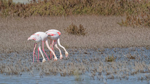 Phoenicopterus roseus (Phoenicopteridae)  - Flamant rose - Greater Flamingo Bouches-du-Rhone [France] 09/04/2016