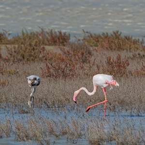 Phoenicopterus roseus (Phoenicopteridae)  - Flamant rose - Greater Flamingo Bouches-du-Rhone [France] 09/04/2016