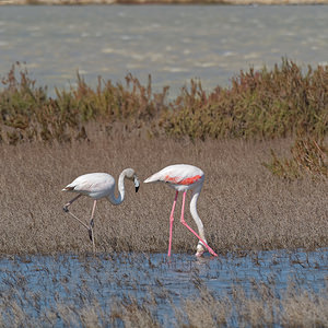 Phoenicopterus roseus (Phoenicopteridae)  - Flamant rose - Greater Flamingo Bouches-du-Rhone [France] 09/04/2016