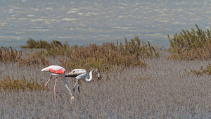 Phoenicopterus roseus (Phoenicopteridae)  - Flamant rose - Greater Flamingo Bouches-du-Rhone [France] 09/04/2016