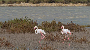 Phoenicopterus roseus (Phoenicopteridae)  - Flamant rose - Greater Flamingo Bouches-du-Rhone [France] 09/04/2016