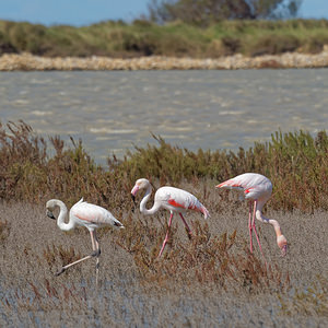 Phoenicopterus roseus (Phoenicopteridae)  - Flamant rose - Greater Flamingo Bouches-du-Rhone [France] 09/04/2016