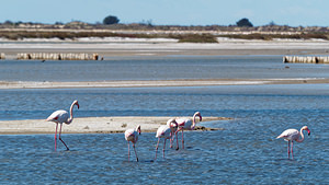 Phoenicopterus roseus (Phoenicopteridae)  - Flamant rose - Greater Flamingo Bouches-du-Rhone [France] 09/04/2016