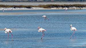 Phoenicopterus roseus (Phoenicopteridae)  - Flamant rose - Greater Flamingo Bouches-du-Rhone [France] 09/04/2016