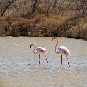 Phoenicopterus roseus (Phoenicopteridae)  - Flamant rose - Greater Flamingo Bouches-du-Rhone [France] 09/04/2016