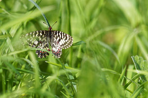 Zerynthia polyxena (Papilionidae)  - Diane, Thaïs - Southern Festoon Vaucluse [France] 10/04/2016 - 460m