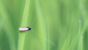 Adela reaumurella (Adelidae)  - Adèle verdoyante Marne [France] 01/05/2016 - 160m