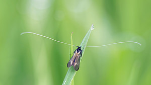 Adela reaumurella (Adelidae)  - Adèle verdoyante Marne [France] 01/05/2016 - 160m