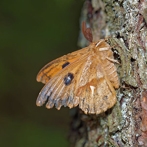 Aglia tau (Saturniidae)  - Hachette Ardennes [France] 09/05/2016 - 490m