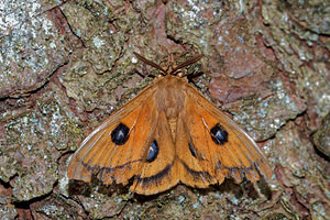 Aglia tau (Saturniidae)  - Hachette Ardennes [France] 09/05/2016 - 490m