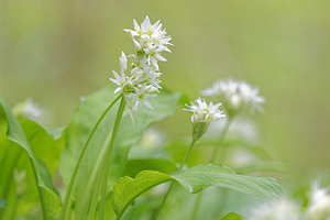 Allium ursinum (Amaryllidaceae)  - Ail des ours, Ail à larges feuilles - Ramsons Meuse [France] 01/05/2016 - 200m