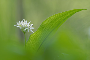 Allium ursinum Ail des ours, Ail à larges feuilles Ramsons