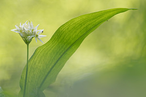 Allium ursinum (Amaryllidaceae)  - Ail des ours, Ail à larges feuilles - Ramsons Meuse [France] 01/05/2016 - 200m