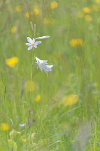 Anthericum liliago (Asparagaceae)  - Phalangère à fleurs de lis, Phalangère petit-lis, Bâton de Saint Joseph, Anthéricum à fleurs de Lis Hautes-Alpes [France] 31/05/2016 - 1120m