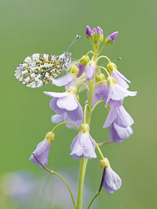 Anthocharis cardamines (Pieridae)  - Aurore - Orange-tip Marne [France] 01/05/2016 - 160m