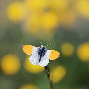 Anthocharis cardamines (Pieridae)  - Aurore - Orange-tip Drome [France] 25/05/2016 - 1190m