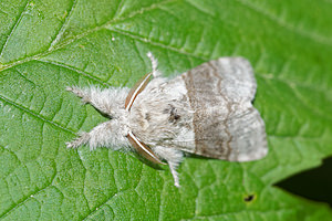 Calliteara pudibunda (Erebidae)  - Pudibonde, Patte-Etendue - Pale Tussock Pas-de-Calais [France] 07/05/2016 - 150m