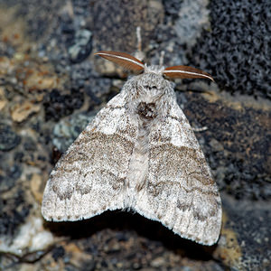 Calliteara pudibunda (Erebidae)  - Pudibonde, Patte-Etendue - Pale Tussock Hautes-Alpes [France] 31/05/2016 - 890m