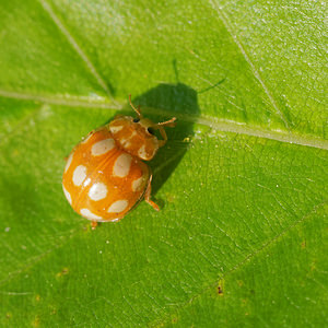 Calvia decemguttata (Coccinellidae)  - Coccinelle à 10 points blancs Ardennes [France] 08/05/2016 - 470m