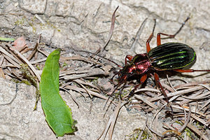 Carabus auronitens (Carabidae)  - Carabe à reflets dorés, Carabe à reflets d'or, Carabe à reflets cuivrés Pas-de-Calais [France] 07/05/2016 - 150m