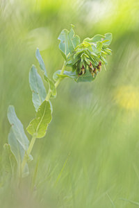 Cerinthe minor (Boraginaceae)  - Mélinet mineur, Petit Mélinet, Cérinthe mineur, Petit Cérinthe - Lesser Honeywort Hautes-Alpes [France] 28/05/2016 - 1690m