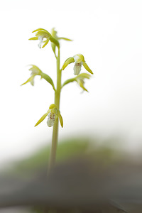 Corallorhiza trifida (Orchidaceae)  - Racine-de-corail, Corallorhize trifide, Coralline Hautes-Alpes [France] 30/05/2016 - 1270m