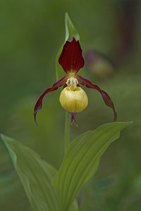 Cypripedium calceolus (Orchidaceae)  - Sabot-de-Vénus - Lady's-slipper Drome [France] 26/05/2016 - 980m