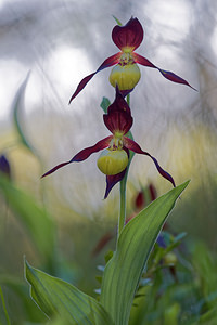 Cypripedium calceolus (Orchidaceae)  - Sabot-de-Vénus - Lady's-slipper Drome [France] 27/05/2016 - 1000m