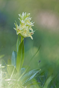 Dactylorhiza sambucina (Orchidaceae)  - Dactylorhize sureau, Orchis sureau Hautes-Alpes [France] 28/05/2016 - 1680m