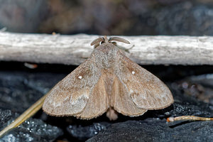 Dendrolimus pini (Lasiocampidae)  - Bombyx du Pin - Pine Tree Lappet Hautes-Alpes [France] 31/05/2016 - 890m