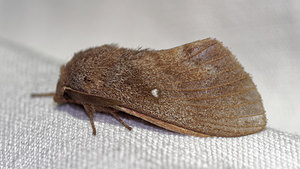 Dendrolimus pini (Lasiocampidae)  - Bombyx du Pin - Pine Tree Lappet Hautes-Alpes [France] 31/05/2016 - 890m