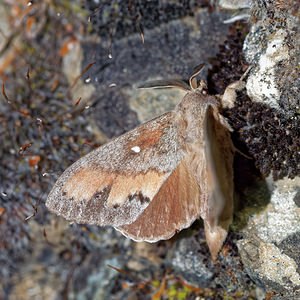 Dendrolimus pini (Lasiocampidae)  - Bombyx du Pin - Pine Tree Lappet Hautes-Alpes [France] 31/05/2016 - 890m