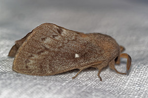 Dendrolimus pini (Lasiocampidae)  - Bombyx du Pin - Pine Tree Lappet Hautes-Alpes [France] 31/05/2016 - 890m