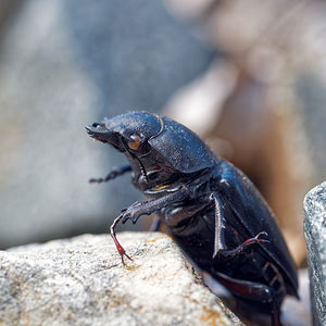 Dorcus parallelipipedus (Lucanidae)  - Petite biche, Petite lucane - Lesser Stag Beetle Drome [France] 25/05/2016 - 650m