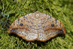 Drepana falcataria (Drepanidae)  - Faucille - Pebble Hook-tip Ardennes [France] 09/05/2016 - 490m