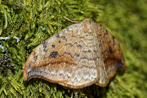 Drepana falcataria (Drepanidae)  - Faucille - Pebble Hook-tip Ardennes [France] 09/05/2016 - 490m