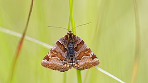 Euclidia glyphica (Erebidae)  - Doublure jaune - Burnet Companion Drome [France] 26/05/2016 - 680m