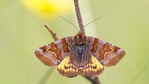 Euclidia glyphica (Erebidae)  - Doublure jaune - Burnet Companion Drome [France] 26/05/2016 - 680m