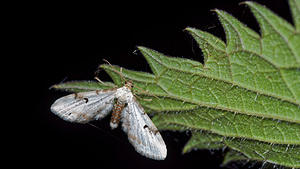 Eupithecia centaureata (Geometridae)  - Eupithécie des Centaurées, Eupithécie oblongue - Lime-speck Pug Pas-de-Calais [France] 07/05/2016 - 150m