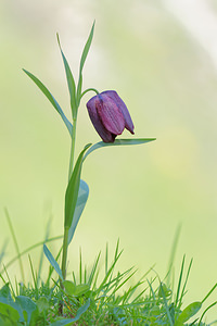 Fritillaria tubiformis (Liliaceae)  - Fritillaire du Dauphiné, Fritillaire-trompette, Fritillaire en forme de trompette Hautes-Alpes [France] 28/05/2016 - 1690m