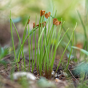 Fritillaria tubiformis (Liliaceae)  - Fritillaire du Dauphiné, Fritillaire-trompette, Fritillaire en forme de trompette Hautes-Alpes [France] 28/05/2016 - 1680m