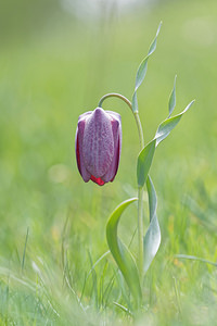 Fritillaria tubiformis (Liliaceae)  - Fritillaire du Dauphiné, Fritillaire-trompette, Fritillaire en forme de trompette Hautes-Alpes [France] 28/05/2016 - 1760m