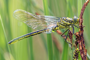 Gomphus pulchellus (Gomphidae)  - Gomphe joli - Western Club-tailed Dragonfly Hautes-Alpes [France] 31/05/2016 - 1060m