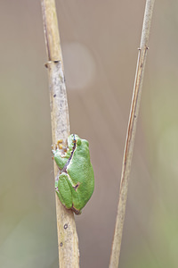 Hyla arborea (Hylidae)  - Rainette verte - Common Tree Frog Bas-Rhin [France] 22/05/2016 - 170m