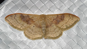 Idaea degeneraria (Geometridae)  - Acidalie dégénérée - Portland Ribbon Wave Hautes-Alpes [France] 31/05/2016 - 890m