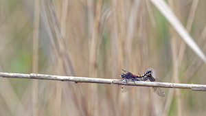 Leucorrhinia pectoralis (Libellulidae)  - Leucorrhine à gros thorax Bas-Rhin [France] 22/05/2016 - 170m