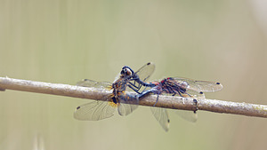 Leucorrhinia pectoralis (Libellulidae)  - Leucorrhine à gros thorax Bas-Rhin [France] 22/05/2016 - 170m